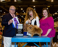 Pomeranian #12 Thr WB