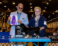 Tibetan Spaniel #6 Thr NC