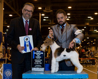 Wire Fox Terrier #14 Thr WB NC Maj