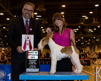 Wire Fox Terrier #9 Thr BOS