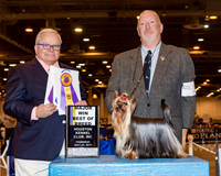 Yorkshire Terrier #14 Thr BOB Maj