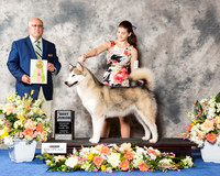 Alaskan Malamute #J505 Thr BJ
