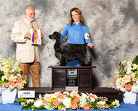 English Cocker Spaniel #5 Thr BOB