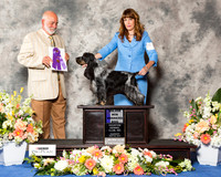 English Cocker Spaniel #7 Thr WD Maj