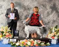 English Setter #22 Thr WB Maj