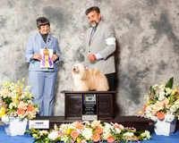 Havanese #16 Thr BOB