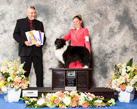 Shetland Sheepdog #32 Thr BOB