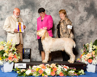 Spinone Italiano #5 Thr BOB