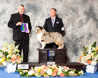 Shetland Sheepdog #9 Thr WD