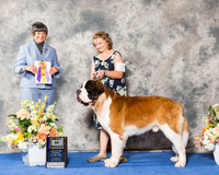 St Bernard #17 Thr BOB