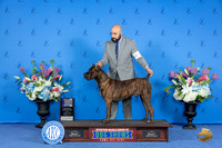 Cane Corso #23 SUN WD NC Judge Nancy Liebes