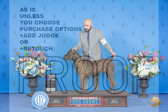 Cane Corso #23 SUN WD NC Judge Nancy Liebes__JP_0018_Houston_2024_HR3