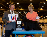 Cocker Spaniel Black #8 Thr WB BOS