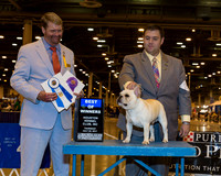 French Bulldog #23 Thr BOW