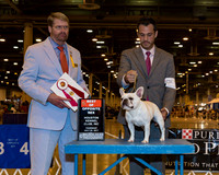 French Bulldog #34 Thr BOS