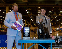 French Bulldog #36 Thr WB