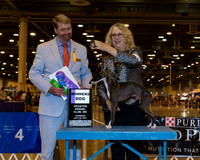 Italian Greyhound #11 Thr BOB Puppy