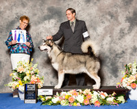 Alaskan Malamute #11 Thr BOW Maj
