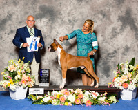 Boxer #27 Thr BOW Maj