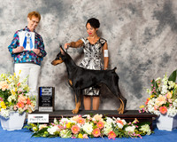 Doberman Pinscher #36 Thr BOW Maj
