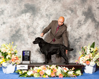 Labrador Retriever #23 Thr WD Maj +J Sam Houston