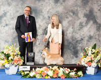 Scottish Terrier #11 Thr BOB