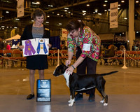 Colored Bull Terrier #22 Thr WB BOW Maj