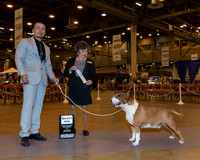 Colored Bull Terrier #5 Thr SD