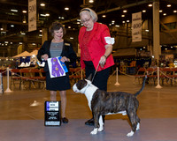 Colored Bull Terrier #9 Thr WD Maj