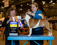 Miniature Bull Terrier #7 Thr BOB