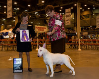 White Bull Terrier #17 Thr WD