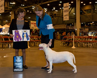White Bull Terrier #26 Thr WB BOW Maj