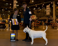 White Bull Terrier #5 Thr BOB