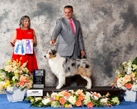 Australian Shepherd #17 Thr BOW Maj