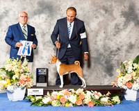 Basenji #22 Thr BOW Maj
