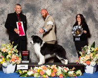 Border Collie #11 G2