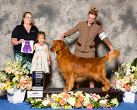 Golden Retriever #15 Thr WD