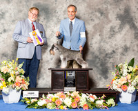 Miniature Schnauzer #17 Thr BOB