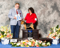 Norwich Terrier #10 Thr BOW