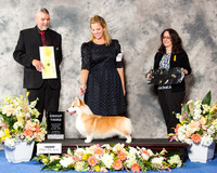 Pembroke Welsh Corgi #6 Thr G3