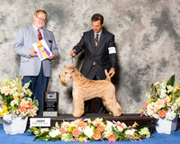 Soft Coated Wheaten Terrier #9 Thr BOB