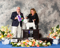 West Highland White Terrier #12 Thr WB Maj