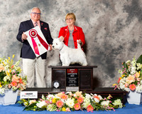 West Highland White Terrier #9 Thr BOS