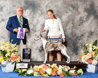Whippet #29 Thr WD NC Maj