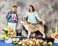 Alaskan Malamute #26 Thr BOS Maj