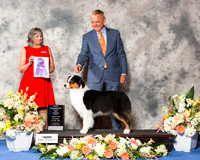 Australian Shepherd #14 Thr WB NC Maj