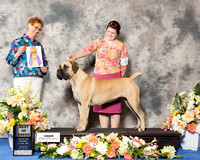 Boerboel #6 Thr BOB