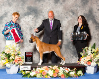 Boxer #6 Thr G2