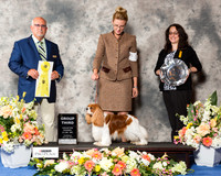 Cavalier King Charles Spaniel #7 Thr G3