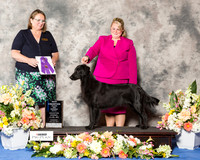 Flat Coated Retriever #12 Thr WB NC Maj